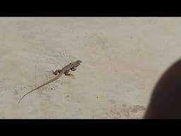 THE "LIZARD"...my silent friend!