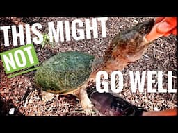 Will My Reptiles Eat A Hot Dog?
