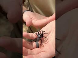 SYDNEY FUNNEL WEB SPIDER! YIKES! #funnelweb #sydneyfunnelweb #spider