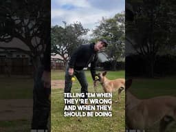 Your DOG Only has YOU #shorts #malinoismonday #doglover #dogtrainer