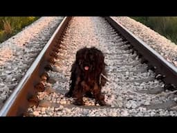 🔴 Live Grooming: Dog Rescued from Train Tracks!