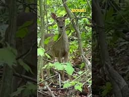 Deer #deer #wildlife #wildanimals #shorts #whitetail #whitetaileddeer #nature #animallovers
