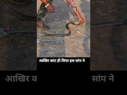सबसे ज्यादा काटने वाला बिना जहर वाला सांप Water snake #shorts #sarpmitraakashjadhav