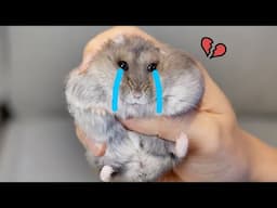 Rejected Hampter