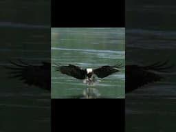 Powerful Eagle catches and eats fish on the air. #wildlifephotography
