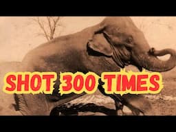 W.H. Over Museum & The Sad Story Of Hero The Elephant