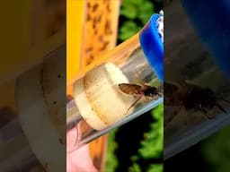 marking a queen #newfoundland #beekeeping