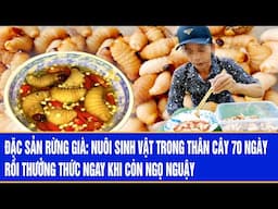 Đặc sản rừng già: nuôi sinh vật trong thân cây 70 ngày rồi thưởng thức ngay khi còn ngọ nguậy