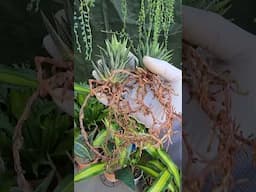 Haworthia reinwardtii variegata  | bikolanahardinera #shortvideo #haworthia #succulents