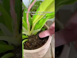 Does high humidity means you can water your plants less  #plants #houseplants #humidity #plantcare