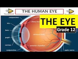 HUMAN EYE IN DETAILS: HUNAM EAR:HUMAN RESPONSE (EYE :GRADE 12 LIFE SCIENCES [THUNDEREDUC] BY M.SAIDI