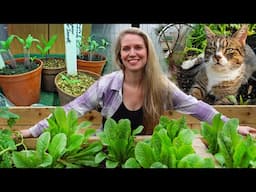 The Garden in March 🌼 tips for poor germination, garden tour, and creating a no-dig flower bed