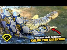 NGERI‼️Ini 15 Momen Ular Yang Bikin Syok!