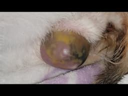 Kitten birth beached butt first upclose