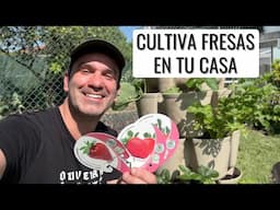 CULTIVA CIENTOS DE FRESAS EN EL MÍNIMO ESPACIO DURANTE MESES || en20metros