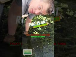 RAD PLANT Bronze Crypts (Aquarium Plant For Sale)