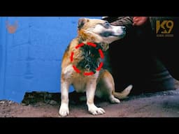 USA Vets Save Dog in Ukraine With Embedded Collar After Owner Passed Away!