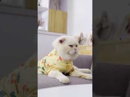 Caught My Cat Reading Again… 😂📖 #shorts #cat #catvideos
