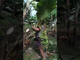 nanguha ng saging kaso nakita ng may Ari haha #funnyvideo #forintertainmentpurposesonly #funnyseries