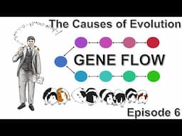 Gene Flow | The Causes of Evolution | Ep. 6