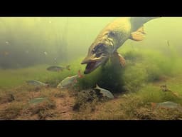 PIKE FEEDING CHAOS Caught On Camera!