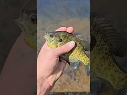 Catch & cook bluegills