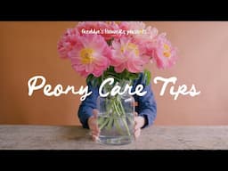Peony Care Tips