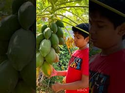 #organicfruits #papaya harvesting #mygardenflowerplants #organicgardening #trending #ytshorts