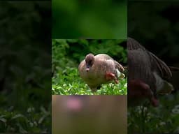 Ducks take a bathroom break! 😂 #AnimalLOL #NatGeoKids