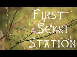 The 24 Microseasons of Forest Gardening -  Shunbun March 21-Apr 4 - The Japanese Tradition of Sekki