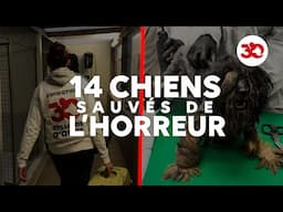 14 chiens sauvés de l'HORREUR