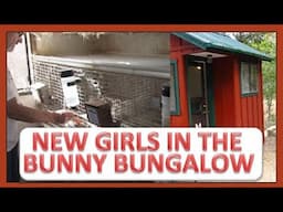 NEW GIRLS IN THE BUNNY BUNGALOW