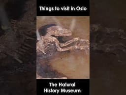 Things to see in Oslo: Natural History Musem
