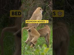 Bedroom noises 🤭 #mating #baboons