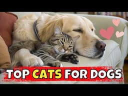 Top 10 Cat Breeds That Love Dogs! (Can You Guess #1?)