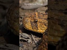 The most dangerous snake of Africa is a viper