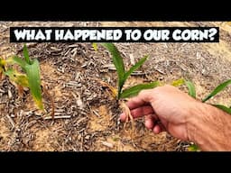 NOT A GOOD START FOR CORN 2025 IN ALABAMA