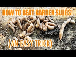 Get rid of slugs with this one weird trick