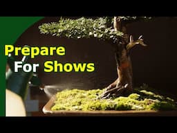 Preparing and Showing 3 Bonsai in Shows