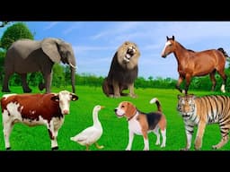 Animal Habitats - Tigers, Lions, Elephants, Cows, Horses, Ducks, Penguins