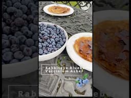 Larger and Sweeter Blueberries when you do this