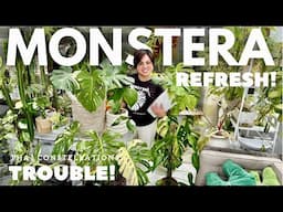 Monstera TLC: Root Rot & Refresh