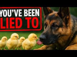 10 Truths About The Amazing German Shepherd (You Won't Believe These)