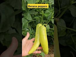 Banana peppers - June 2025 - zone 8a NC