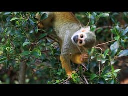 Amazon Rainforest Facts That Will Blow Your Mind
