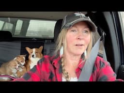 I rescued 4 Corgis from an Amish Puppy Mill