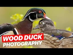 My Favorite Wood Duck Shot Ever | Wildlife Photography