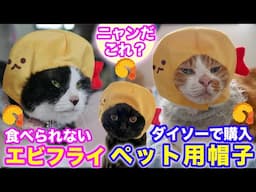 2025ｰ05−04 保護猫たちの「ほっこり猫ライブ」ハッチ＆マック＋黒猫めめ＋がんサバイバーママ Cat live Stream in Japan -Cat Life TV