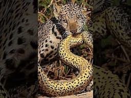 Leopard vs Anaconda – Jungle Kings Collide 🐆⚔️🐍