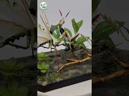 Devil Flower Mantis Sculpting time-lapse